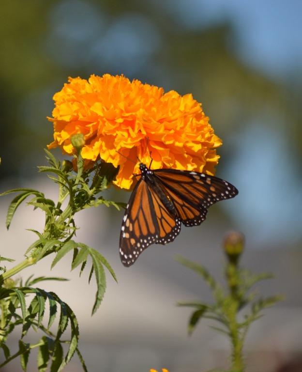 Monarch Butterflies Of Pacific Grove Loyalty Traveler