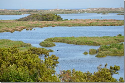 Pea Island NWR-2