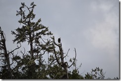 Bald eagle