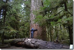 Douglas fir tree hugger