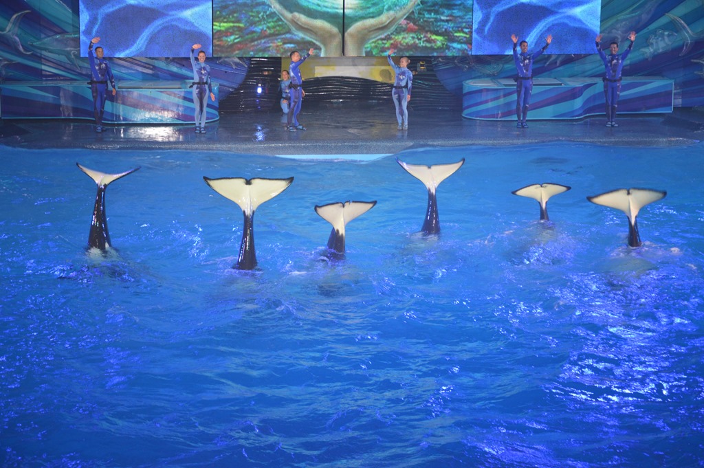 Seaworld Orlando And Marine Mammal Intelligence On Cue Loyalty Traveler