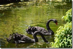 Regent's Park Black Swans