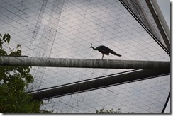 Zoo peacock