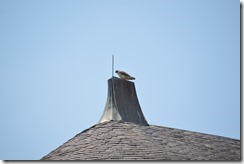 Biltmore Inn hawk-2