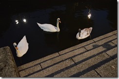 London canal swans