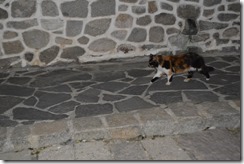 Plovdiv cat-6