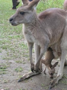 Australia Zoo kangaroo joey