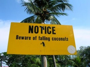 Beware of Falling Coconuts Singapore
