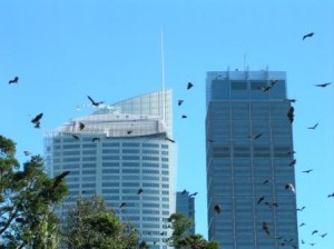 Flying Fox Bats Sydney, Australia
