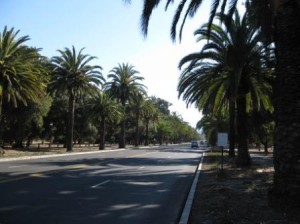 Stanford University Palm Avenue