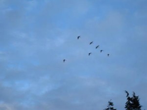 Trumpeter Swans over Stanley Park Vancouver