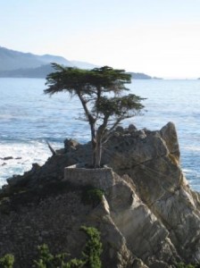 Pebble Beach Lone Cypress logo tree