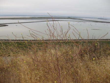 San Francisco Bay just south of Dumbarton Bridge - Hwy 84 