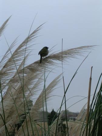 Sheraton Colonia, Uruguay - Bird Land