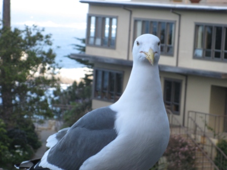 Seagull on the balcony at Carmel Hyatt Highlands Inn