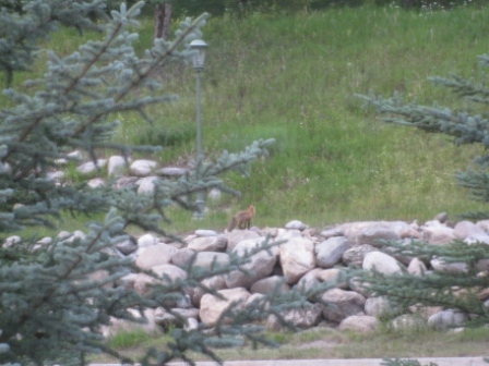 a fox walking on rocks