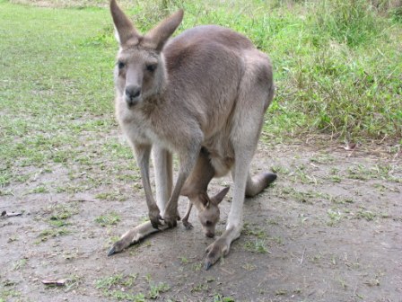 a kangaroo with a baby kangaroo