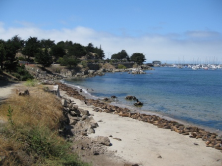 a beach with seals on the shore