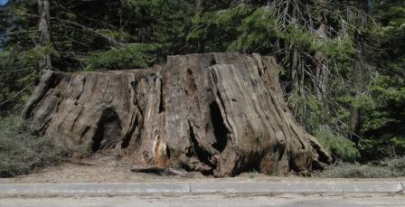 a large tree stump with holes