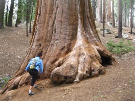 a woman standing next to a large tree