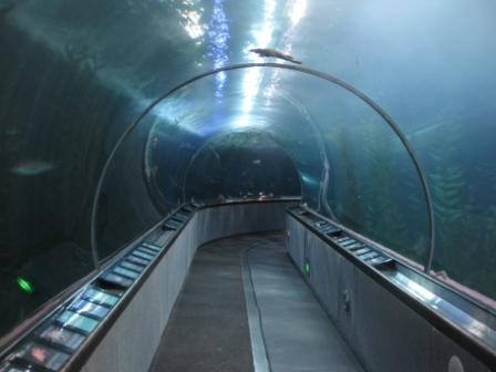 a tunnel with a fish in it