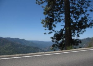 a tree on the side of a road