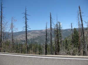 a road with trees in the background