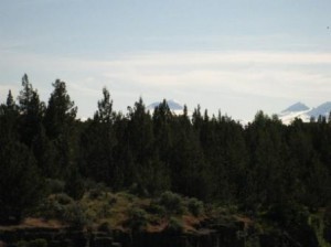 a forest with mountains in the background