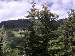 a tree with many needles in the middle of a forest