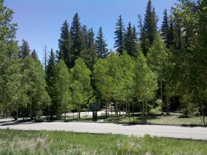 a road with trees in the background