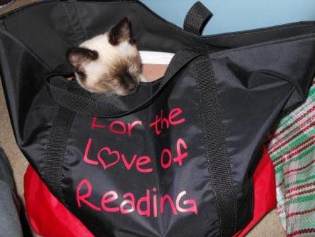 a cat sleeping in a bag