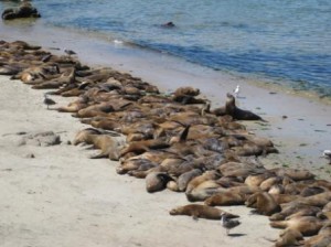 a group of seals lying on the beach