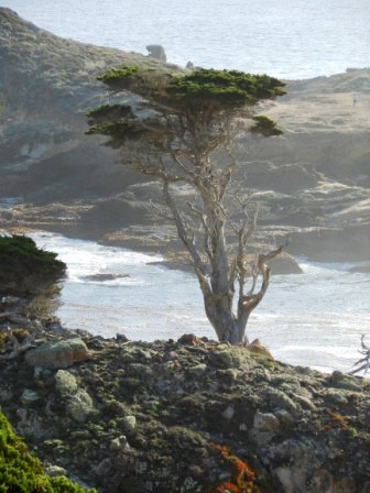 a tree on a rocky shore
