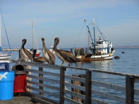 pelicans on a dock near a boat