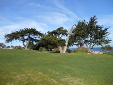 a grassy area with trees and water in the background