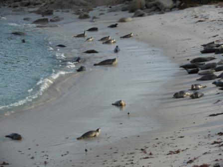 seals on a beach with seals