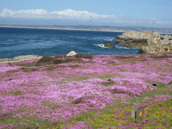 a field of purple flowers by the ocean