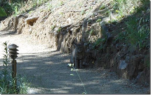 a cat standing on a dirt path