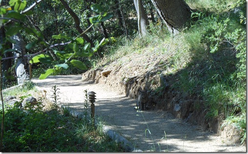 a cat standing on a dirt path