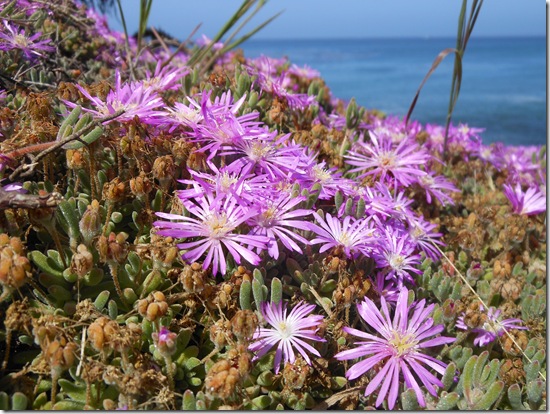 Pacific Grove iceplant 040