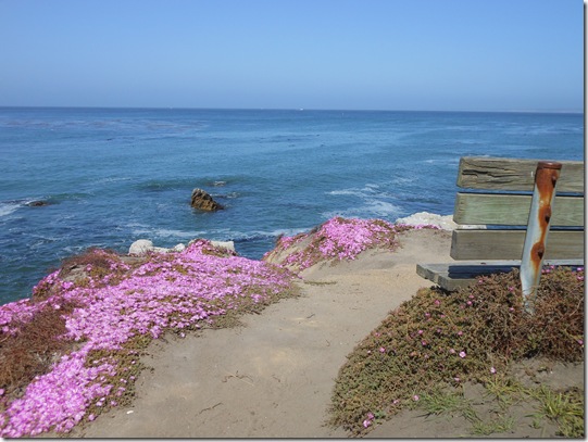 Pacific Grove iceplant 044