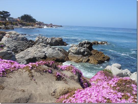 Pacific Grove iceplant 051