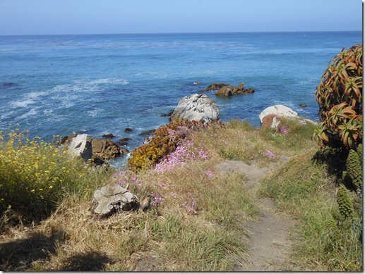 Pacific Grove iceplant 053