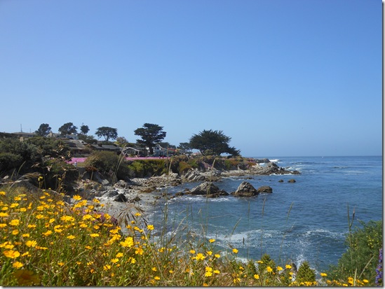 Pacific Grove iceplant 056