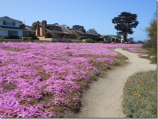 Pacific Grove iceplant 059