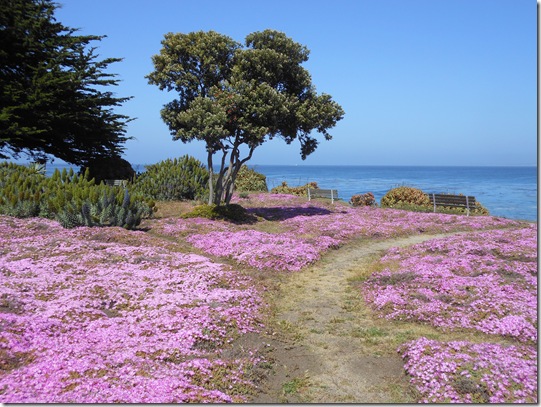 Pacific Grove iceplant 066