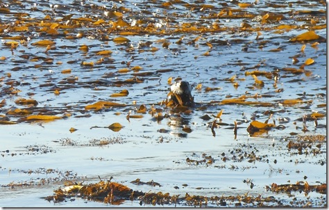 a seaweed floating in the water