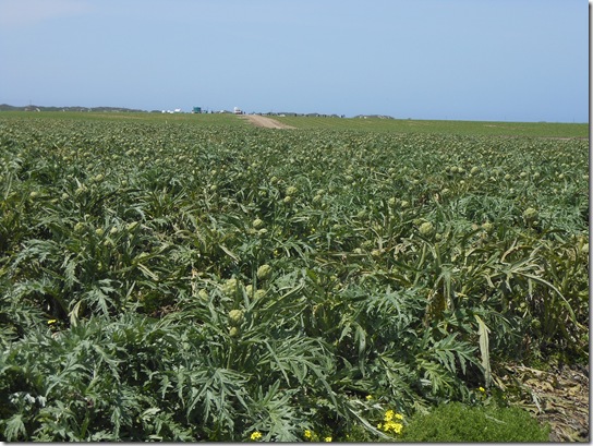 castroville artichokes 035