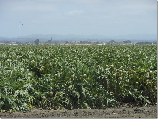 castroville artichokes 040