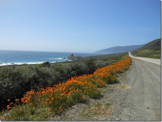 a road with orange flowers along the side